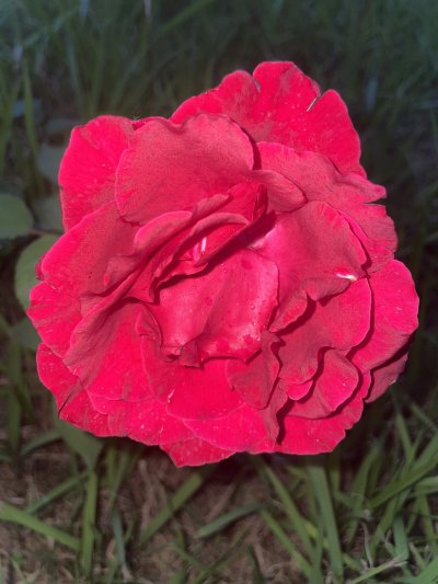 雨后花束