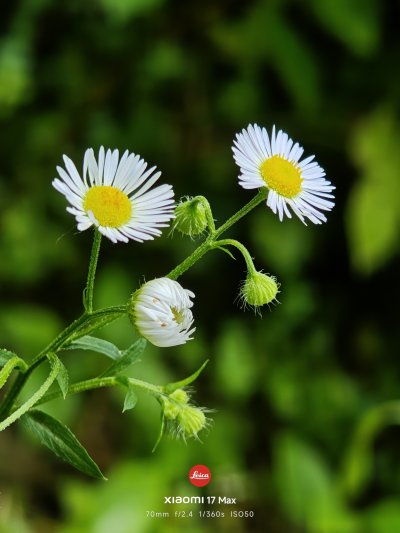微观世界·雏菊