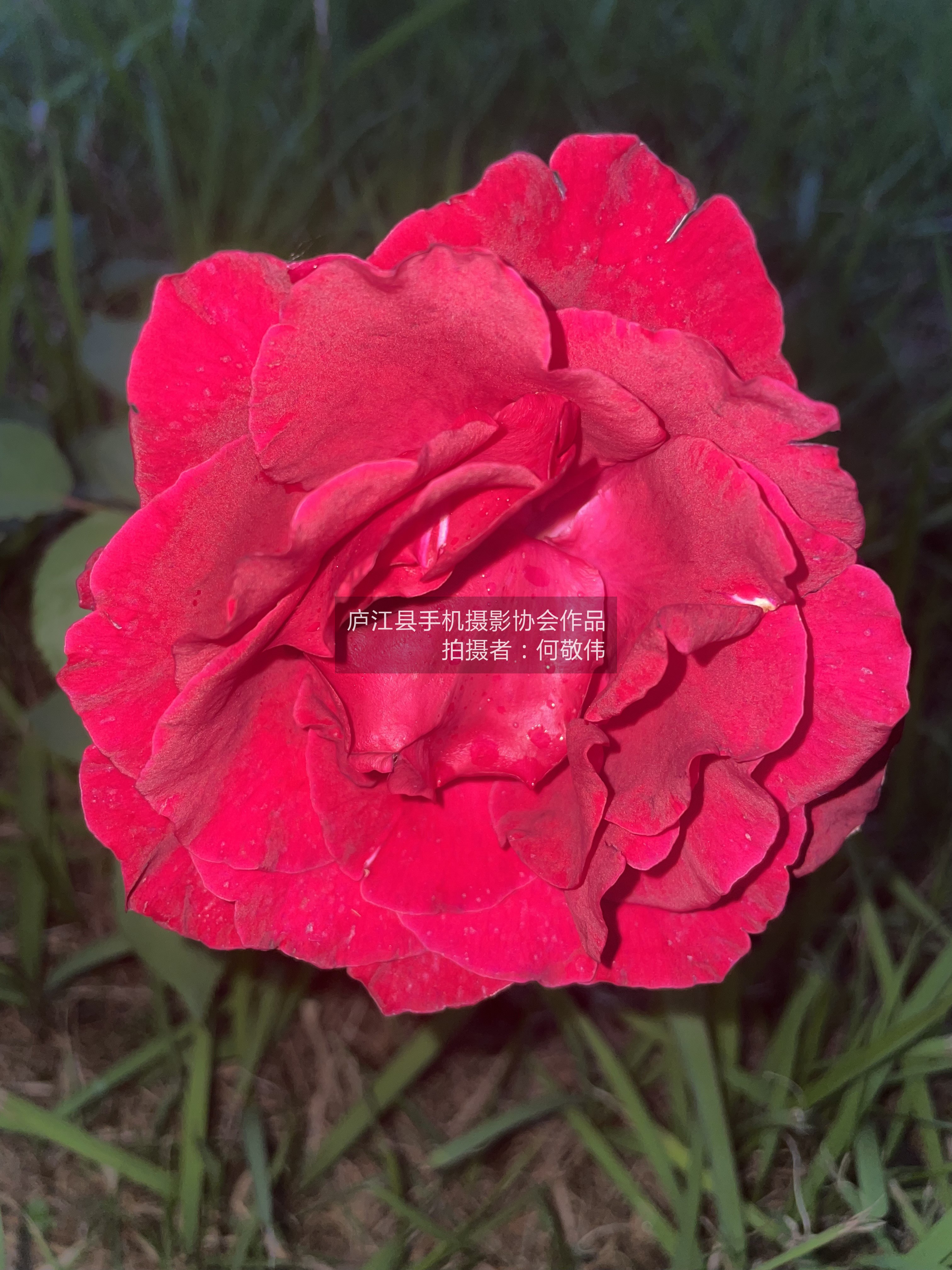 雨后花束