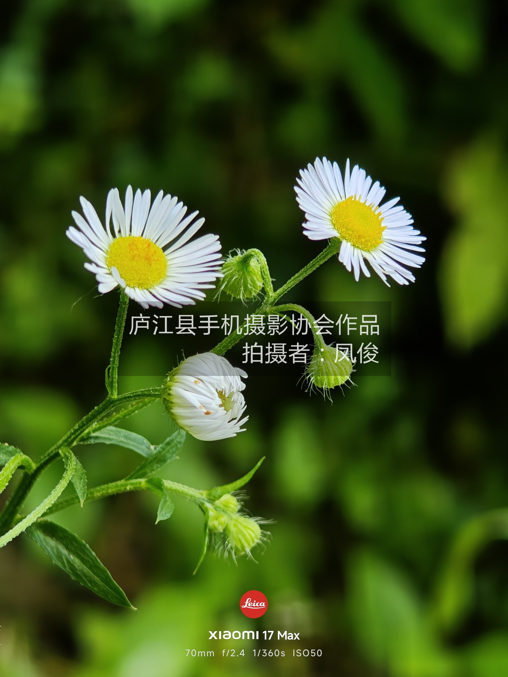微观世界·雏菊