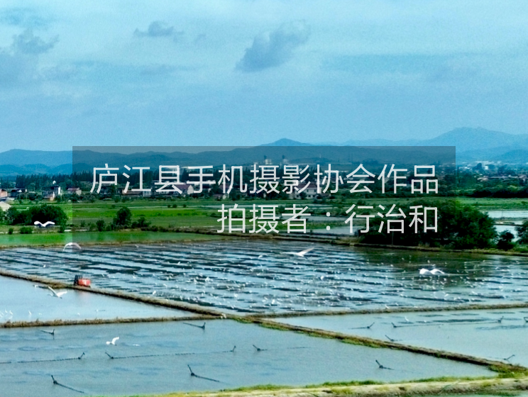 鹭鸟伴农耕 产景两相融