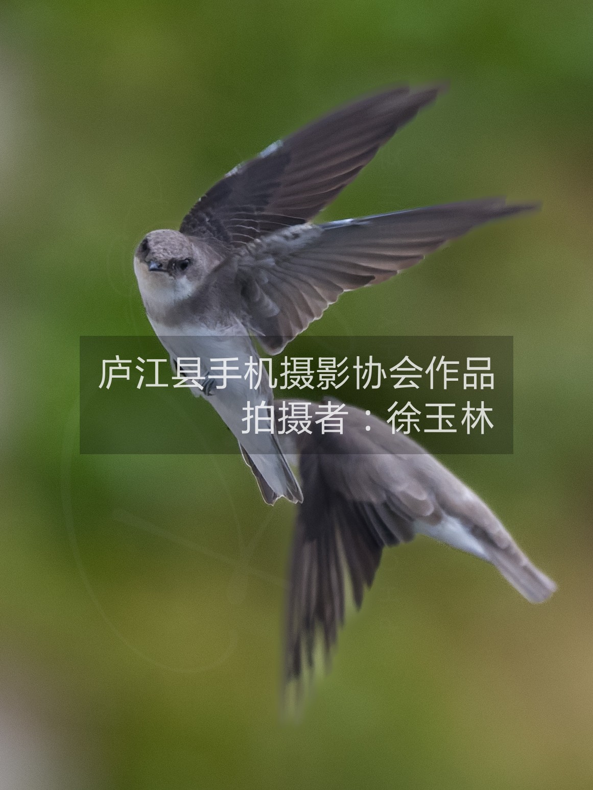 飞舞（淡色崖沙燕）黄陂湖